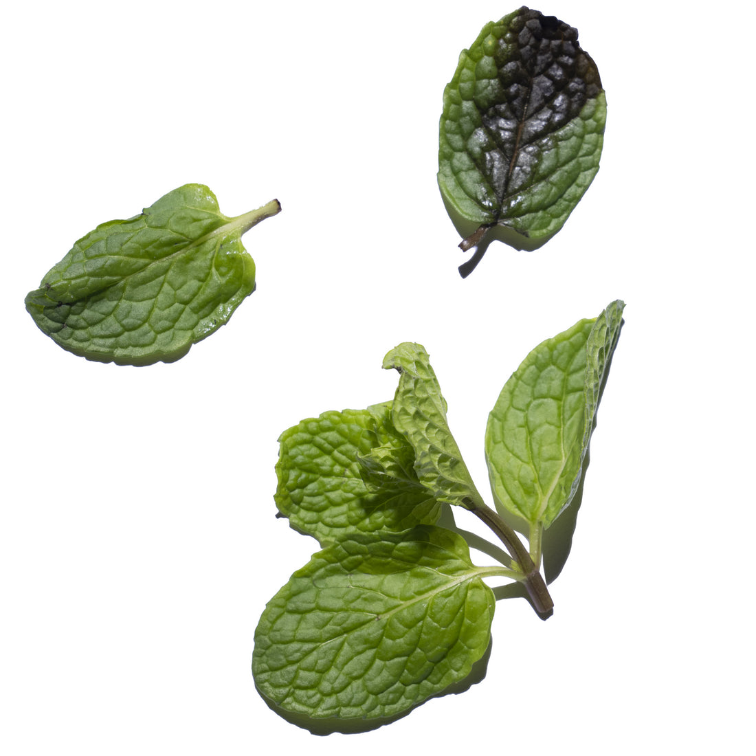 nature culture garance dore illustration