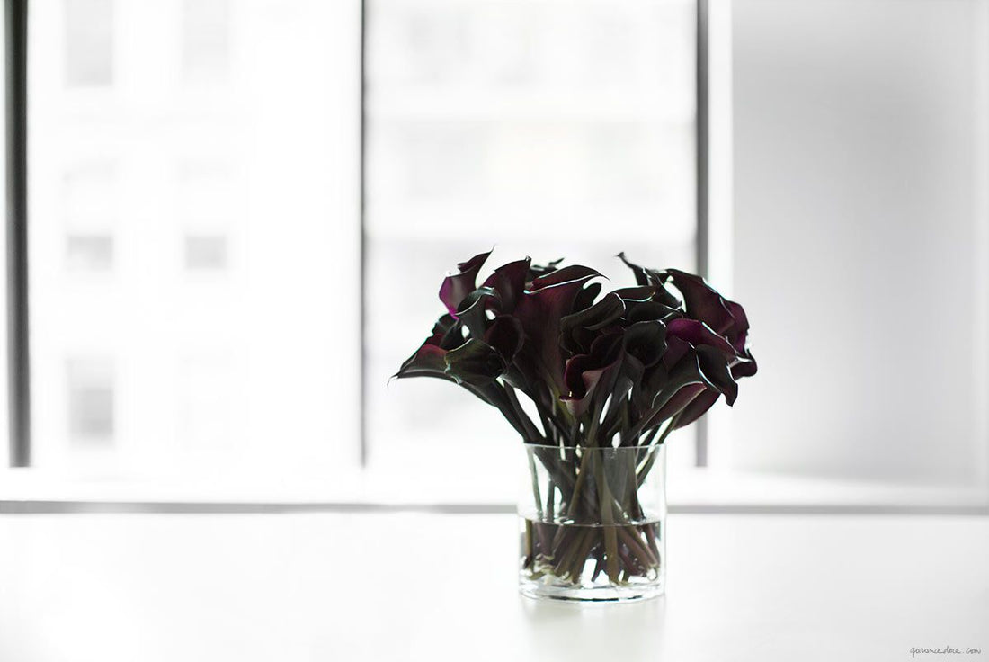 Cala Lilies Photo