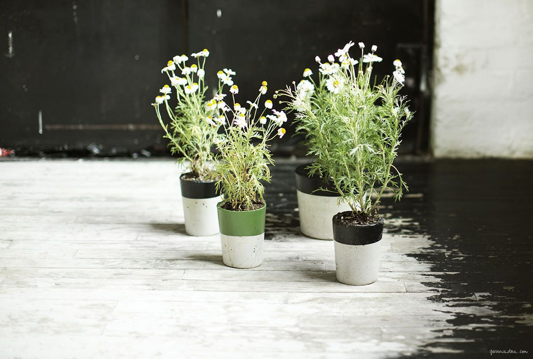 Wild Flowers Photo