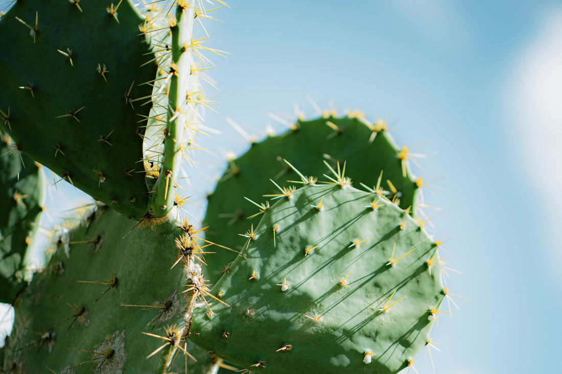 EVERYTHING YOU NEED TO KNOW ABOUT CACTUS IN BEAUTY