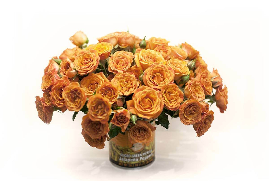 Orange roses photo