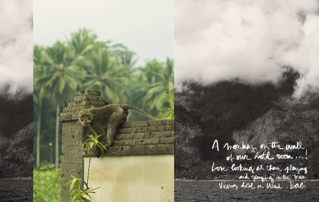 Bali / A Monkey