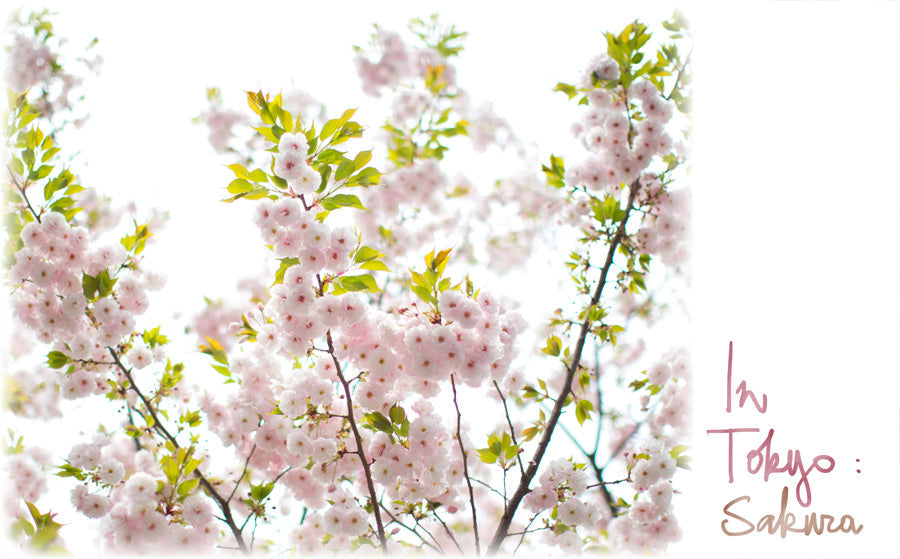 In Tokyo : Sakura