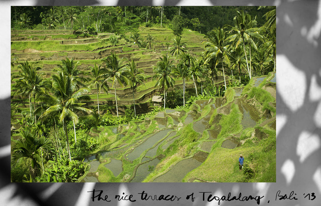 <!--:en-->Bali / Tegalalang Rice Terraces<!--:--><!--:fr-->Bali / Tegalalang Rice Terraces<!--:-->