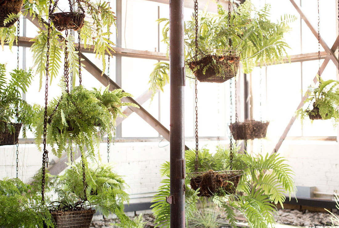 Indoor Flower Boxes Photo